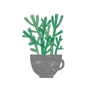 Crassula Hobbit houseplant flat vector illustration. Succulent plant in trendy ceramic pot isolated on white . Evergreen botanical house decoration element. Domestic decorative greenery