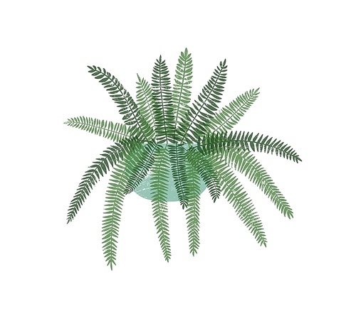 Fern houseplant in stylish ceramic pot flat vector illustration. Colorful trendy home interior decoration element. Indoor flower, exotic tropical potted plant isolated on white 