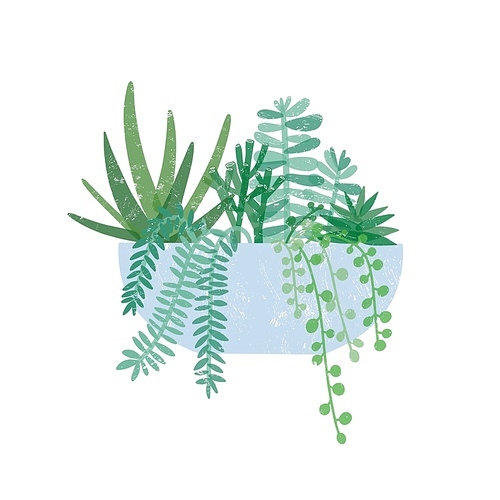 Trendy potted houseplant flat vector illustration. Crassula Hobbit, succulent, string of pearls, fern plants in pot. Exotic green flower, interior decoration element isolated on white