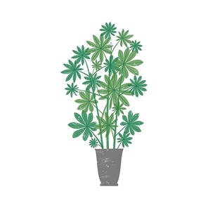 Schefflera arboricola potted plant flat vector illustration. Dwarf umbrella tree in trendy ceramic pot isolated on white . Stylish domestic decorative greenery, indoor flower