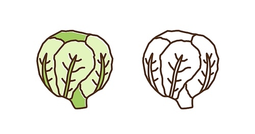 colorful and monochrome savoy cabbage set in line art style. ripe raw fresh green vegetable vector illustration. seasonal ingredient for weight lossing, vegetarian and healthy nutrition.