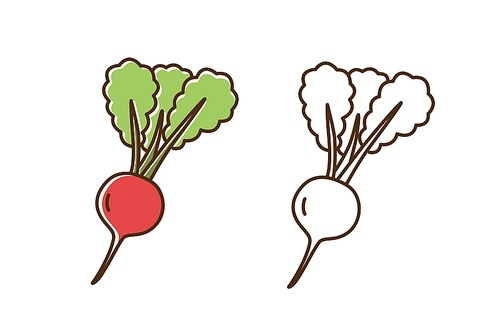 Set of colorful and monochrome radish vector illustration in line art style. Organic root vegetable with leaves isolated on white. Natural edible farm plant with vitamin for healthy nutrition.