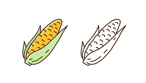 Set of fresh corn in cob colorful line art and outline monochrome style. Natural organic seasonal vegetable vector illustration. Cultivated farm food with yellow grains and green leaves isolated.