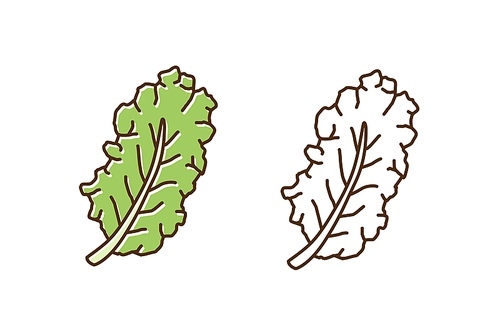 set of green and monochrome leaves of kale in line art style. fresh leaf of colorful and outline cabbage vector illustration. natural organic vegetable with vitamin for weight lossary and healthy nutrition.