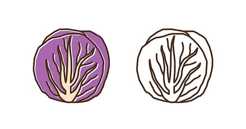 Natural fresh colorful and monochrome radicchio salad set in line art style. Organic ripe purple cabbage with leaves and stem vector illustration. Seasonal cultivated vegetable with design element.