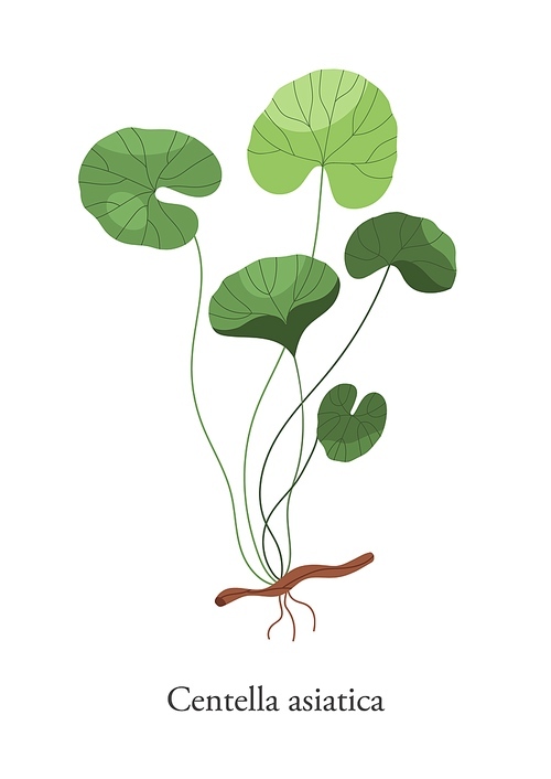 Gotu Kola Centella asiatica vector flat illustration. Colorful plant medical herb isolated on white . Branch, leaves and roots of superfood natural healthy herbal.