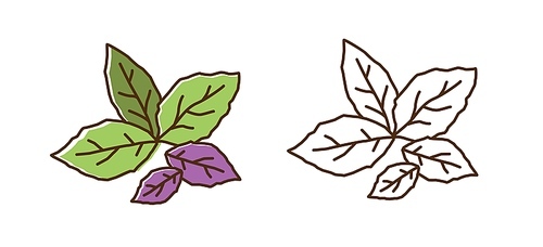 Set of color and monochrome basil leaves vector flat illustration. Purple and green edible herb leaf icon isolated on white. Fresh vitamin plant with design elements in line art style.