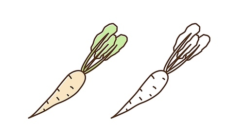 Set of monochrome and colorful radish icon vector flat illustration. Natural organic daikon big root vegetable in line art style. Cute vitamin plant for healthy nutrition isolated on white.
