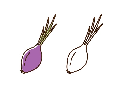 Set of colorful and monochrome red onion vector flat illustration. Natural organic farm vegetable with big root and stem in line art style. Cute icon of healthy product isolated on white.