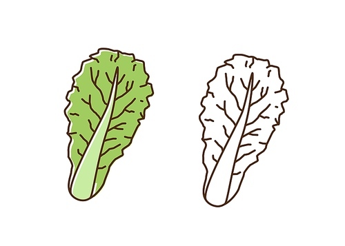 organic romaine lettuce monochrome and colorful set vector flat illustration. dietary antioxidant vegetable leaves icon in line art style.  fresh ingredient for healthy nutrition isolated.