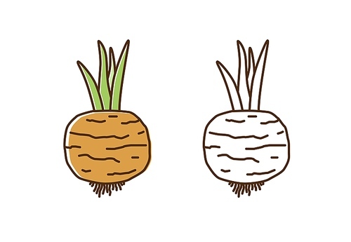 Cute colorful and monochrome turnip icon vector flat illustration. Natural organic radish with root and stem in line art style. Fresh vegetable or vegetarian healthy food isolated on white.