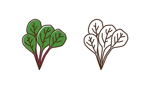 Natural organic mangold plant with leaves vector flat illustration. Set of monochrome and colorful chard spice ingredient in line art style. Healthy vitamin food with leaf and stem isolated on white.