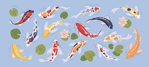 Set of japanese colorful koi carp fish in decorative japan traditional pond. Collection with goldcarps and nelumbo flowers isolated on blue background. Flat vector illustration with asian art animal.