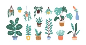 Set of different tropical house plant. Ficus, monstera, protea, pellaea, succulent in various pot, vase. Scandinavian cozy home decor. Flat vector cartoon illustration isolated on white.