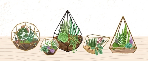 Composition of home decorative plants in various glass vivariums or florariums vector flat illustration. Trendy home decor in Scandinavian style on wooden surface. Exotic desert houseplant.