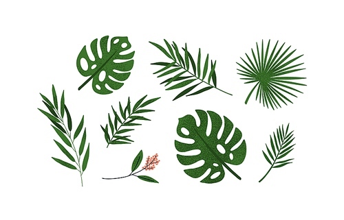 Set of different tropical green leaves or branches vector flat illustration. Collection of natural exotic foliage of jungle plants isolated on white. Seasonal botanical herbs and blossom flowers.