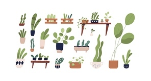 Set of houseplants in pots vector flat illustration. Collection of various pottery plant in ceramic container or wooden box isolated on white. Colorful greenery with leaves for home growing.