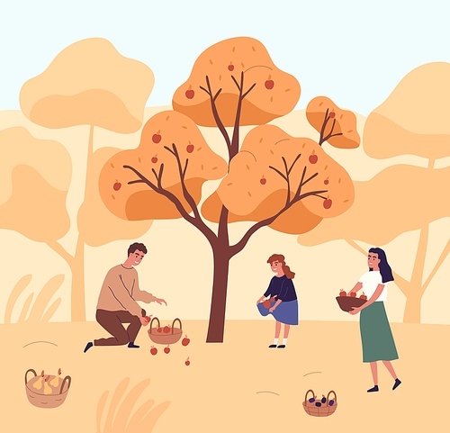 Cute family picking apples in garden vector flat illustration. Happy mother, father and daughter gathering fruits from tree together. People putting organic seasonal growth edible plants in baskets.