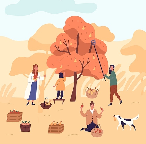 Group of women and kid picking pears from tree at garden vector flat illustration. Funny female during seasonal agricultural work. People working together putting harvest plant to baskets and crates.