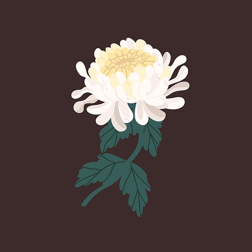 White tender japanese chrysanthemum with branch and leaves realistic vector illustration. Elegant blossom flower isolated on black . Tender floral plant with gorgeous petals and bud.