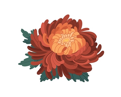 Bud with gentle petals of japanese orange chrysanthemum vector illustration in realistic style. Colorful beautiful flower with leaves isolated on white . Blossom elegant floral plant.