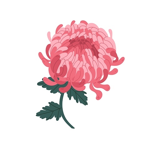Beautiful pink blossom japanese chrysanthemum realistic vector illustration. Colorful natural floral plant with steam, bud and petal isolated on white . Elegant bloom flower with leaves.
