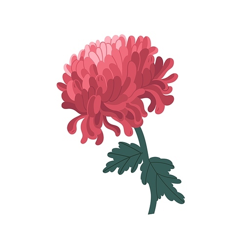 Tender blossom japanese chrysanthemum with stem and leaves vector illustration in realistic style. Elegant pink flower with bud and petals isolated on white . Colorful floristic decor.