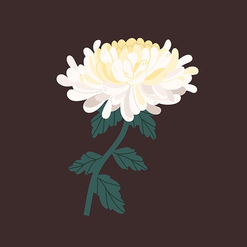 Adorable chrysanthemum bud with stem and leaves vector illustration. Elegant realistic white flower with petals isolated. Blossom romantic floral plant. Stylish botanical decor with design elements.