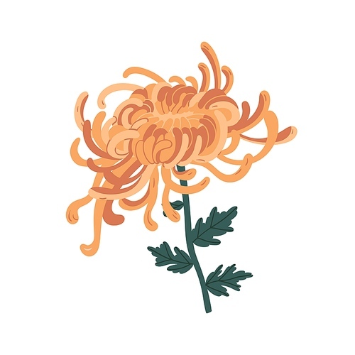 Colorful beautiful blossom japanese chrysanthemum vector illustration in realistic style. Elegant orange flower with stem and leaves isolated on white . Blooming natural floral decor.