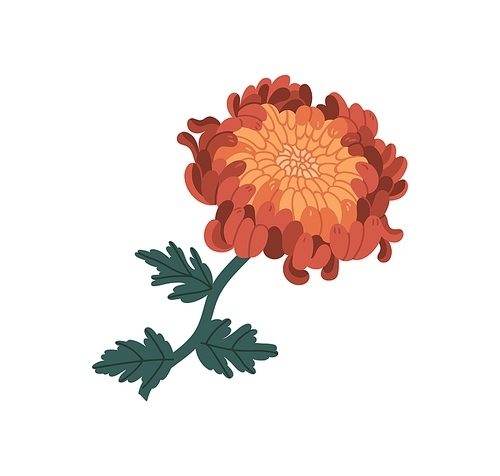 Romantic orange and red chrysanthemum realistic vector illustration. Elegant blossom flower with stem and leaves isolated on white . Blooming garden plant with bud and petals.