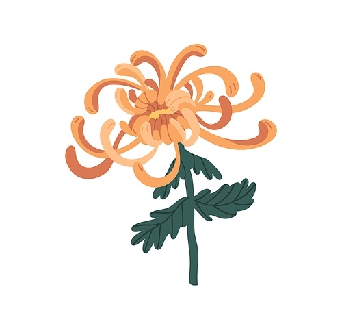 Elegant golden chrysanthemum vector illustration in realistic style. Romantic garden flower with petals and stem isolated on white . Blossom colorful decorative plant with design elements.