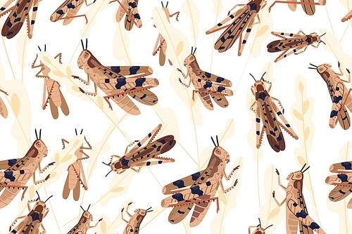 swarm of locusts attacking  crop seamless pattern. grasshoppers on ripe seed head vector illustration. parasites destroy natural herbs. agricultural plague. insects threatening food security.