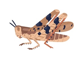 Colorful locust vector illustration. Wild winged insect isolated on white . Parasite or agricultural plague. Huge creature harvest decimating. Bug threatening seasonal plant.