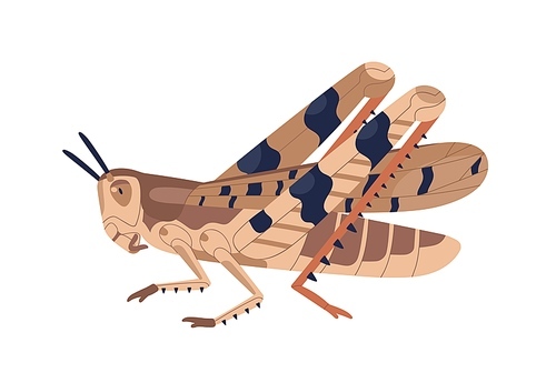 Colorful locust vector illustration. Wild winged insect isolated on white . Parasite or agricultural plague. Huge creature harvest decimating. Bug threatening seasonal plant.