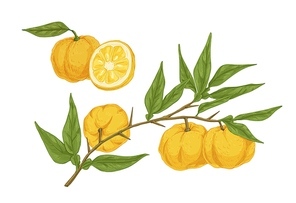 Colorful hand drawn yellow yuzu citrus vector illustration. Fresh appetizing asian fruit on branch with leaves isolated on white background. Detailed half and whole ripe plant in engraving style.
