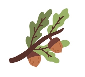 Colorful oak tree branch with leaves and acorns or nuts isolated on white . Natural autumn symbol and decor element. Vector illustration in flat cartoon style.