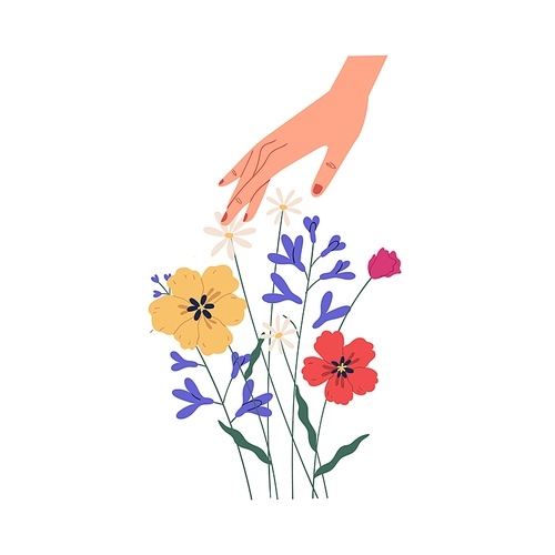 Female hand touching summer bouquet of gorgeous wild or field flowers. Bunch of tender blooming anemones isolated on white . Colorful flat vector illustration.