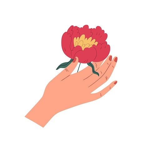 Female hand holding gorgeous japanese peony. Elegant flower with lush red petals isolated on white . Beautiful summer gift. Colorful flat vector illustration.