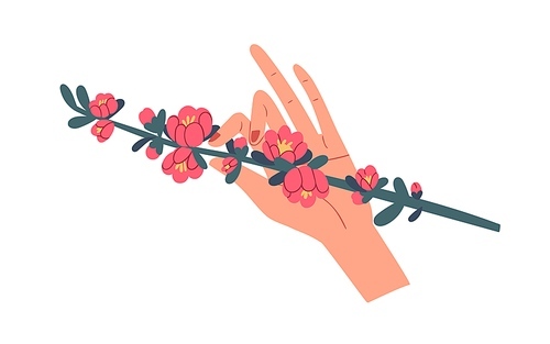 Female hand holding green quince branch with gorgeous blooming pink flowers isolated on white . Beautiful spring floral plant. Colorful flat vector illustration.