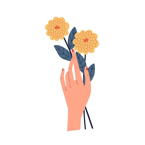 Female hand holding two yellow chrysanthemums isolated on white . Even number of flowers. Beautiful fall floral plant. Colorful flat vector illustration.
