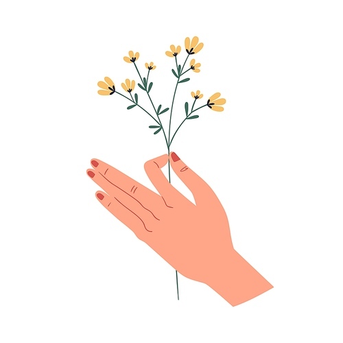 Female hand holding delicate yellow wild flower isolated on white . Herbal floral plant. Perennial graphic wildflower. Flat vector illustration.