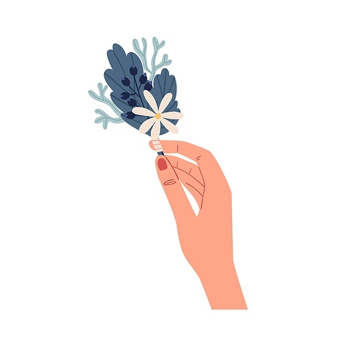 Female hand holding elegant small boutonniere of delicate wild flowers isolated on white . Beautiful summer bunch of camomile and leaves. Colorful flat vector illustration.