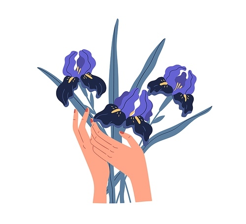 Female hands holding elegant bouquet of gorgeous violet irises isolated on white . Beautiful bunch of cut spring flowers. Colorful flat vector illustration.
