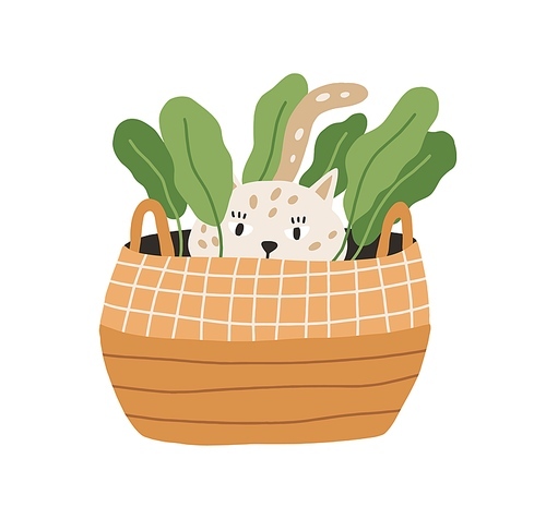Cute and funny playful cat hiding in wicker basket with plant. Adorable kitty playing and lurking. Hand-drawn colored flat vector illustration isolated on white .