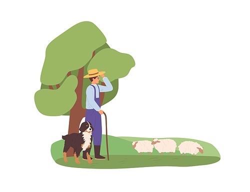 Shepherd and his herding dog grazing sheep flock on grass. Herdsman watching for domestic ewes. Farm animals on pasture. Colored flat vector illustration of pastureland isolated on white .