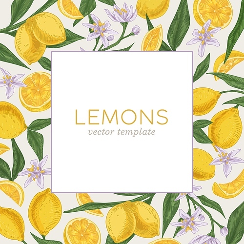 Packaging or cover template with fresh citrus fruits, leaves and flowers of blooming lemon tree. Design of square card with tropical frame for cosmetics and perfume. Drawn colored vector illustration.