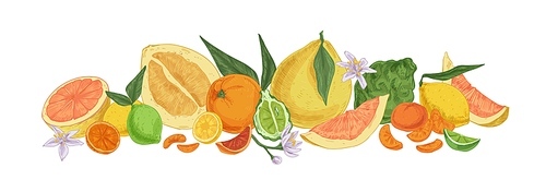 Various tropical citrus fruits. Fresh whole lemons, tangerine segments, orange slices, bergamot half, grapefruit, lime and pomelo. Drawn colored vector illustration isolated on white .