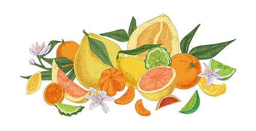 Composition of different tropical citrus fruits. Fresh juicy orange, lemon, bergamot, grapefruit, lime, mandarin, tangerine and pomelo. Colored vector illustration isolated on white .