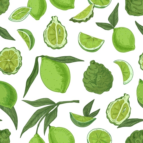 Seamless pattern with tropical limes and bergamots on white background. Endless repeatable texture with realistic green citrus fruits. Hand-drawn colored vector illustration for printing.