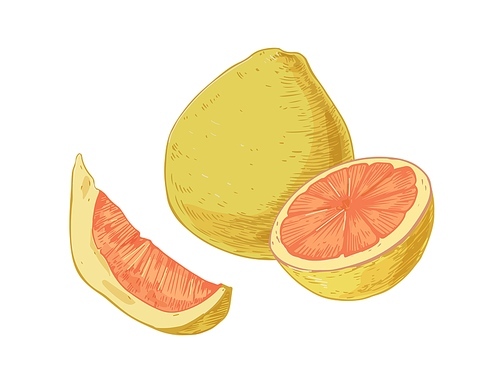 Whole fruit, slice, segment and half of pomelo isolated on white . Composition of juicy pummelo pieces. Realistic hand-drawn vector illustration of tropical citrus in retro style.